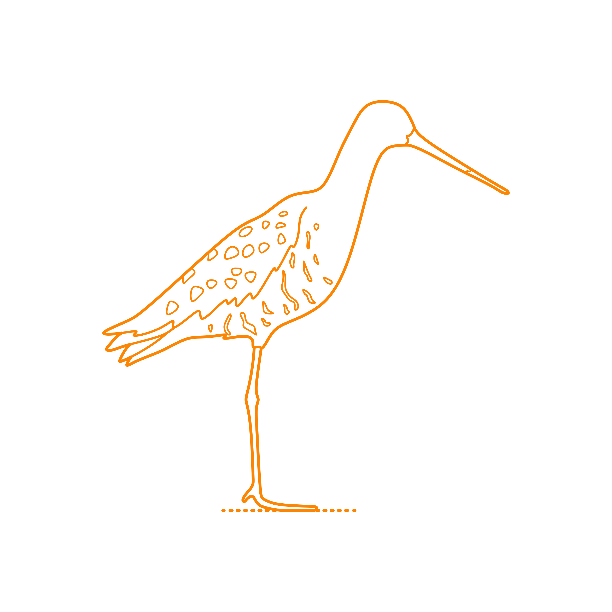 Animals Shorebirds Black Tailed Godwit Line Tracing Svg Vector Free Vectors